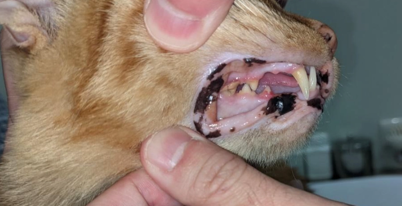 貓咪蛀牙怎麼辦