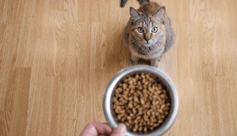 貓飼料排名全解析：挑選優質貓糧的終極指南