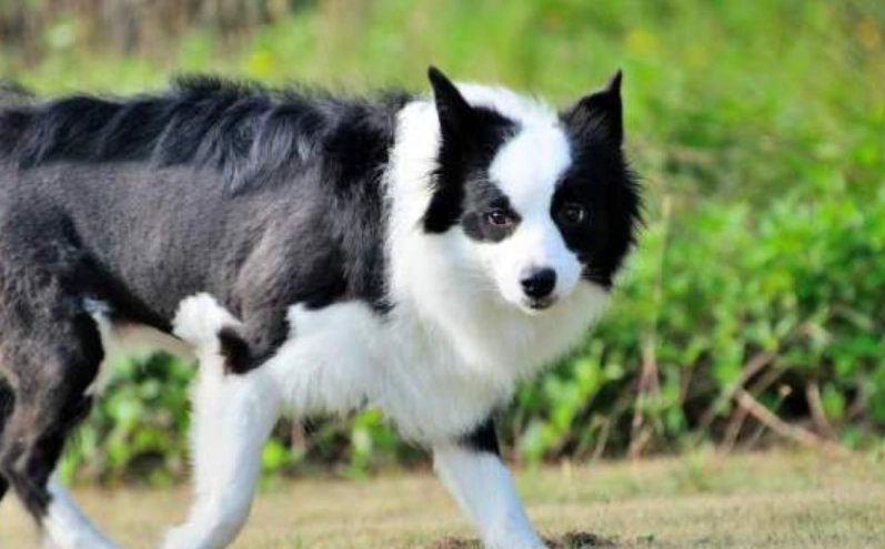 邊境牧羊犬智商