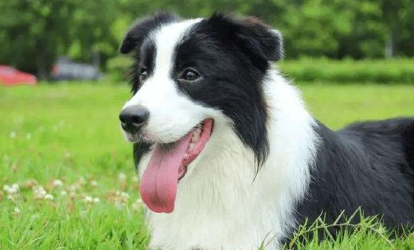 狗狗智商排名第一名