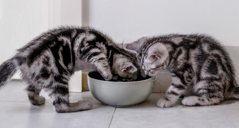 幼貓一天吃多少罐頭