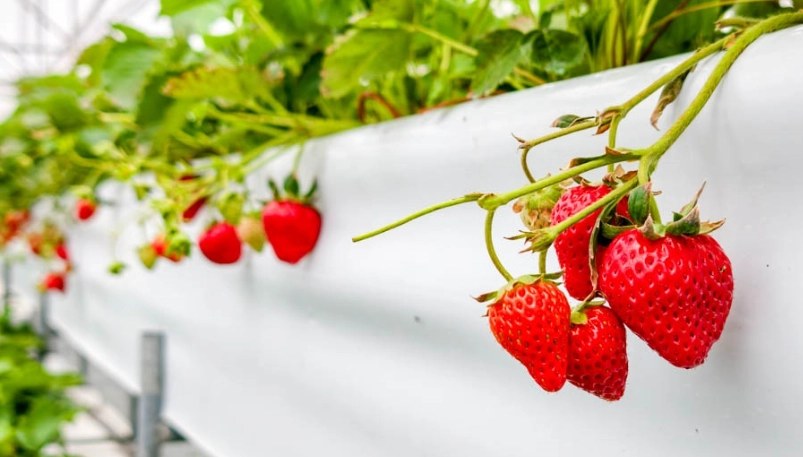 大溪採草莓推薦