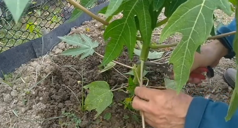 木瓜病蟲害防治