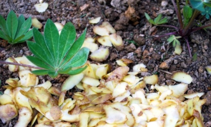 自製有機肥料 自製有機肥料