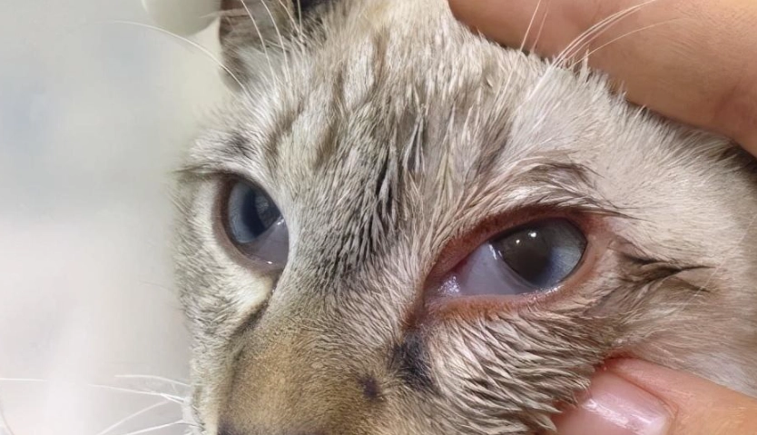 貓葡萄膜炎 多久會好