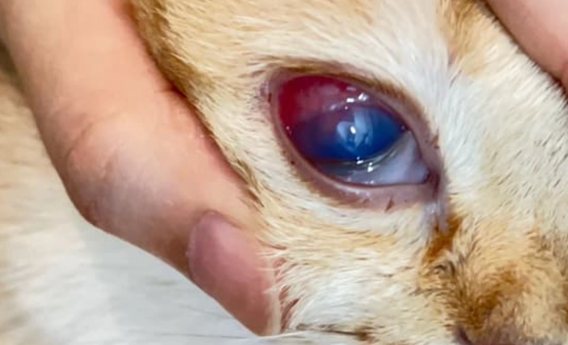 貓葡萄膜炎 治療時間