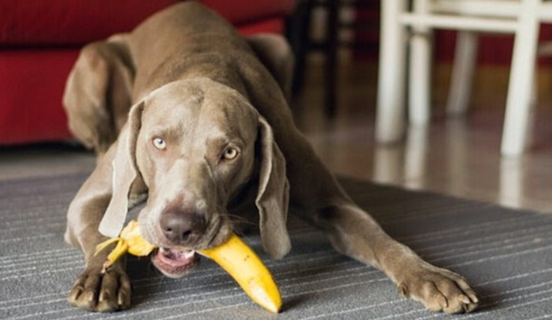 狗狗香蕉乾好處壞處 狗狗香蕉乾好處壞處