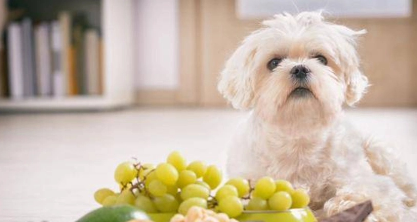 狗狗 不能吃 葡萄