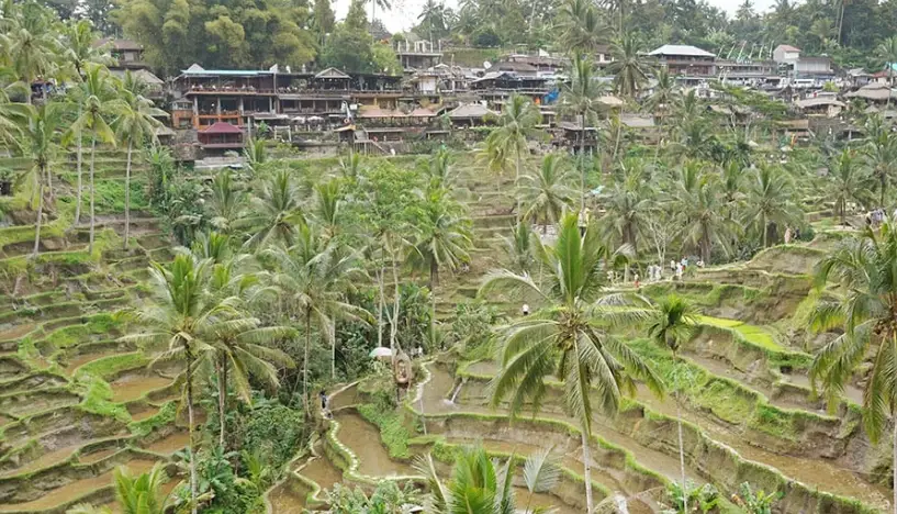 峇里島梯田