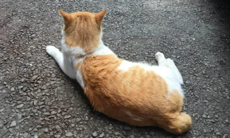 麒麟尾好嗎 麒麟尾好嗎