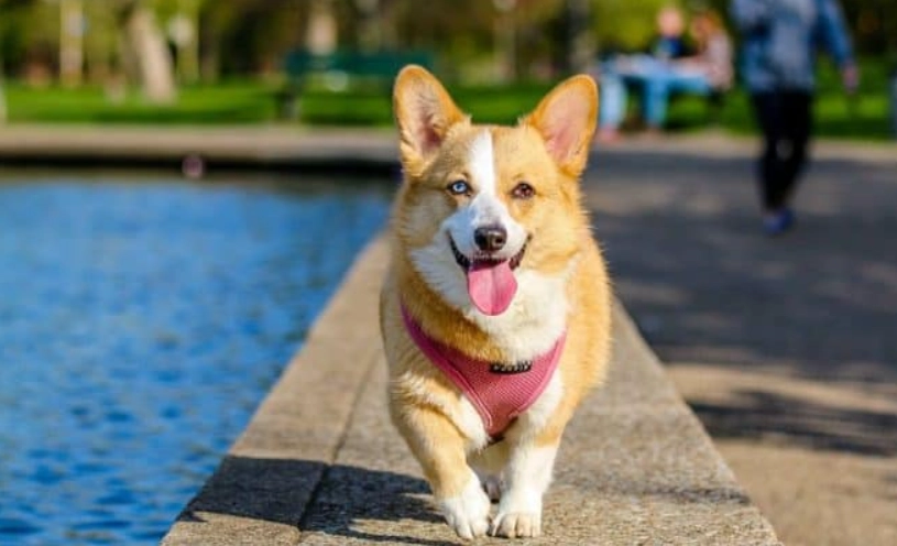 威爾斯柯基犬 健康照護 威爾斯柯基犬 健康照護