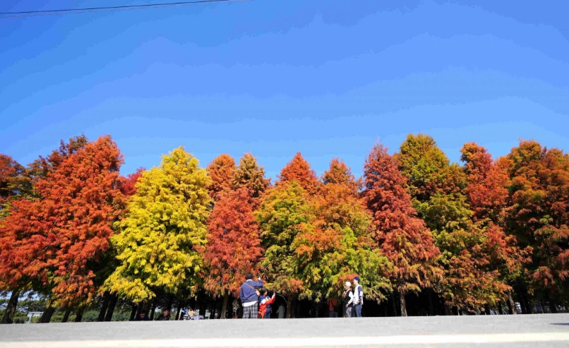 六甲落羽松森林