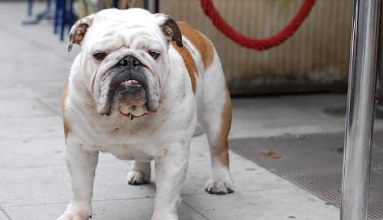 法國鬥牛犬英國鬥牛犬差別