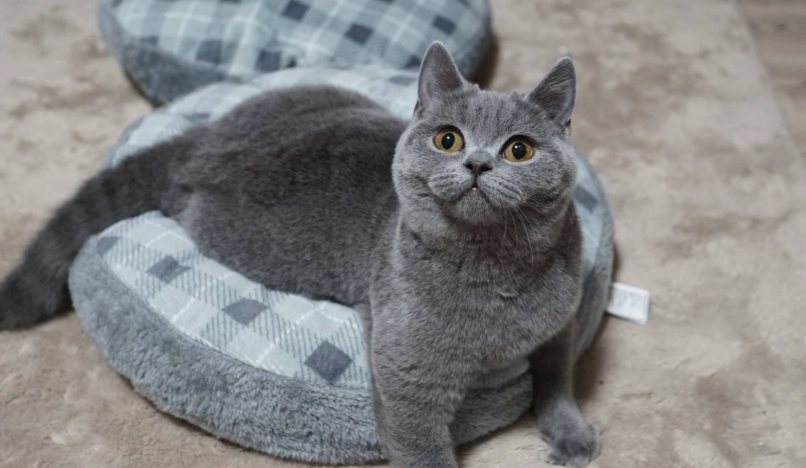 英國短毛貓適合家庭