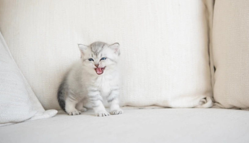 貓咪一直叫 貓咪一直叫