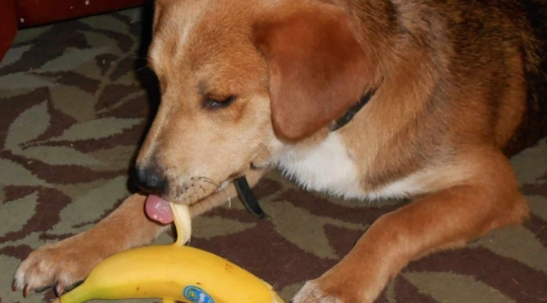 狗狗 香蕉皮 狗狗 香蕉皮