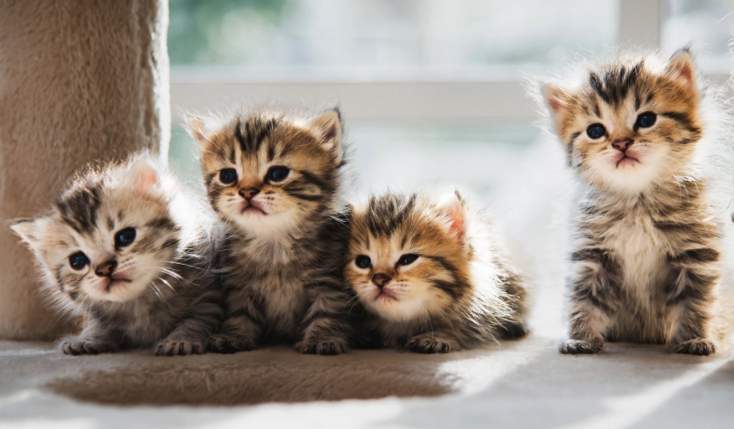 幼貓關籠 幼貓關籠