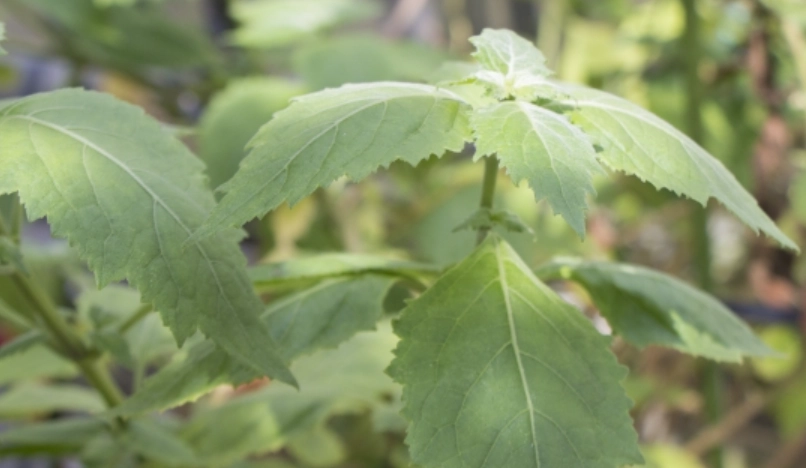 廣藿香精油用法