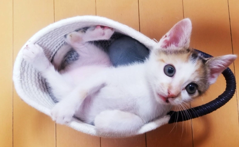 幼貓訓練 幼貓訓練