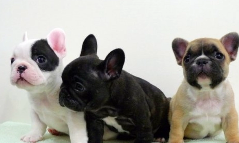 鬥牛犬品種比較