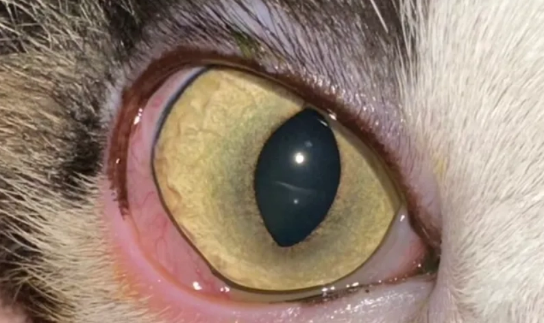 貓葡萄膜炎 多久會好