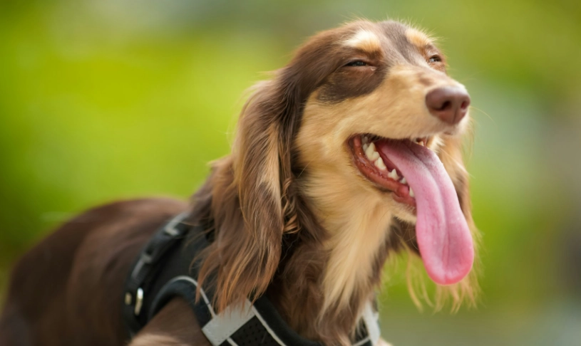 長毛狗護理問題