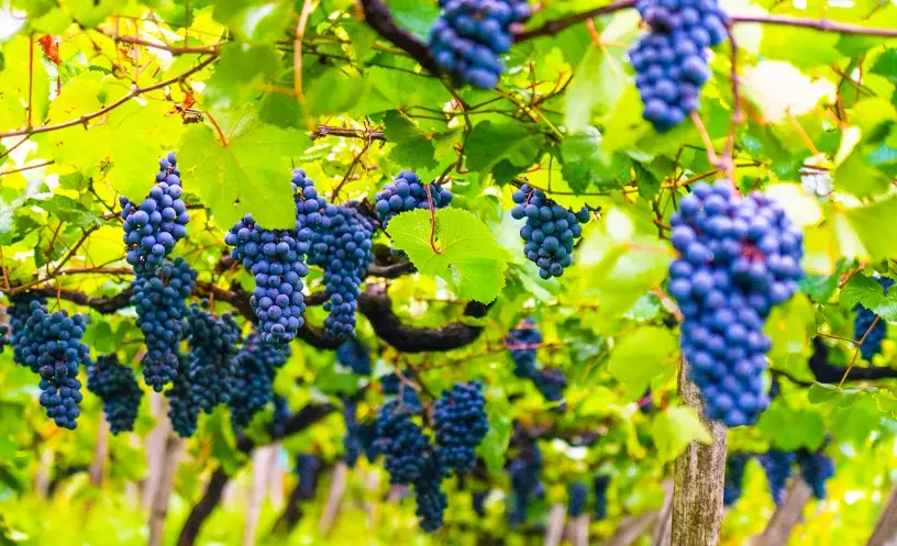 葡萄結果期管理全攻略：施肥、修剪、防落果關鍵步驟