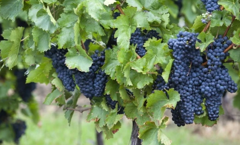 葡萄結果期施肥 葡萄結果期施肥