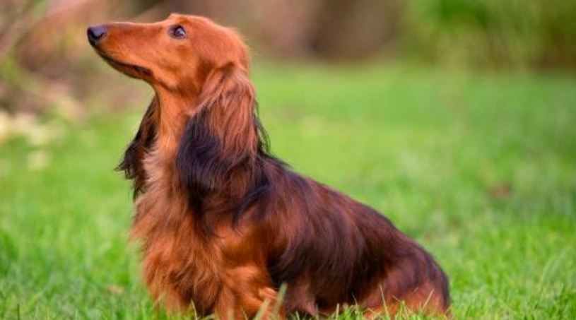 長毛狗護理問題