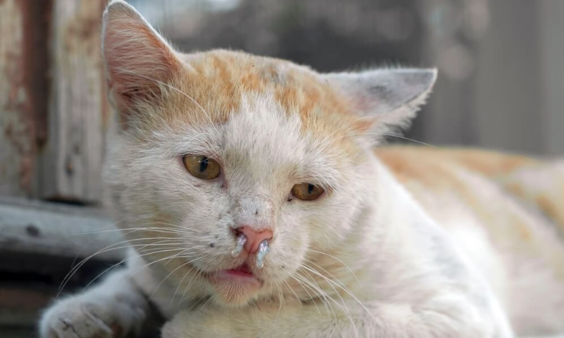 貓皰疹病毒藥物