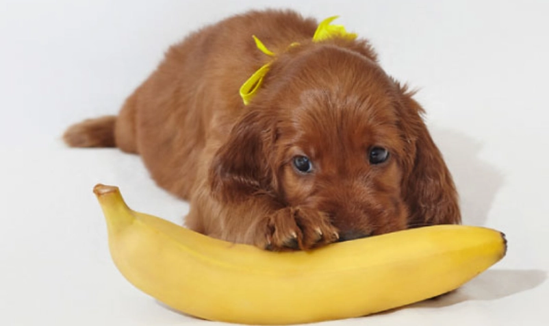 狗 吃 香蕉皮 狗 吃 香蕉皮