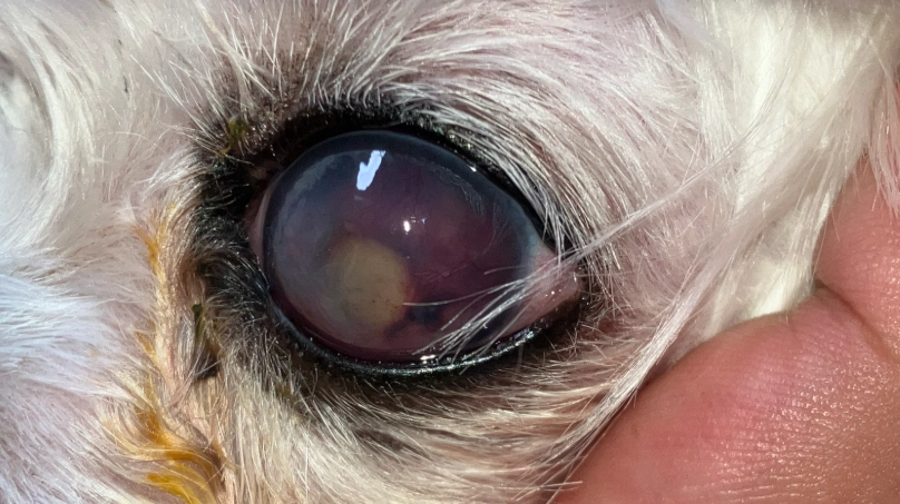 貓葡萄膜炎 治療時間