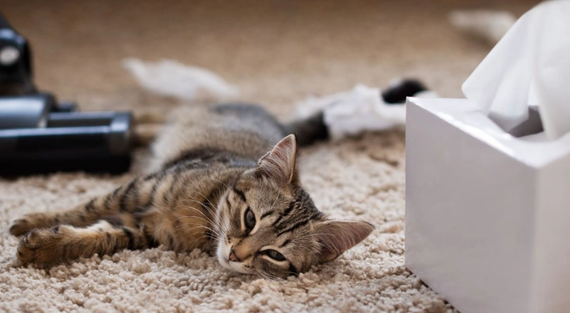 貓臨終徵兆 貓臨終徵兆