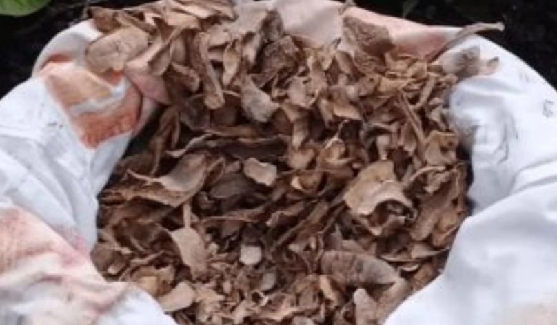 自製有機肥料 自製有機肥料