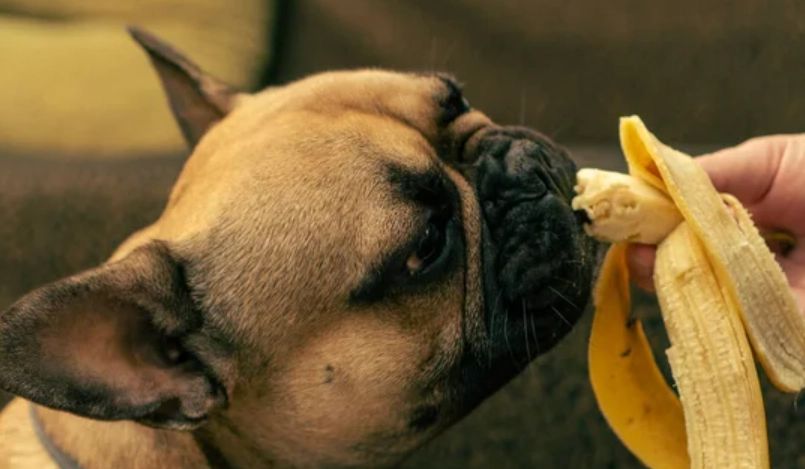 狗 吃 香蕉皮 狗 吃 香蕉皮