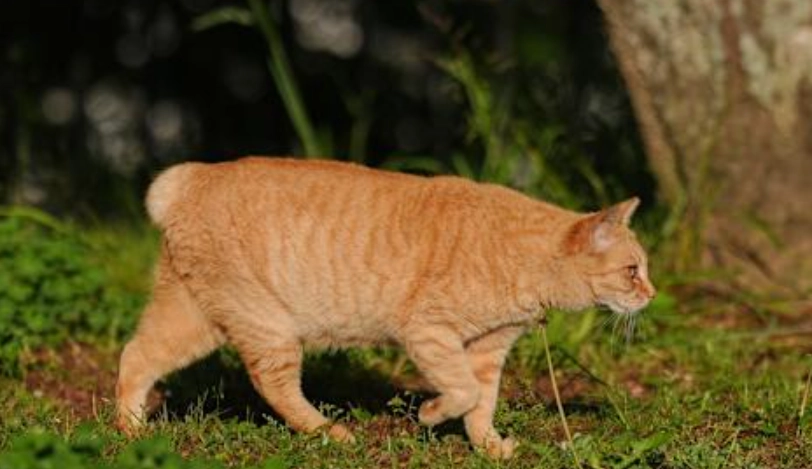 麒麟尾好嗎 麒麟尾好嗎