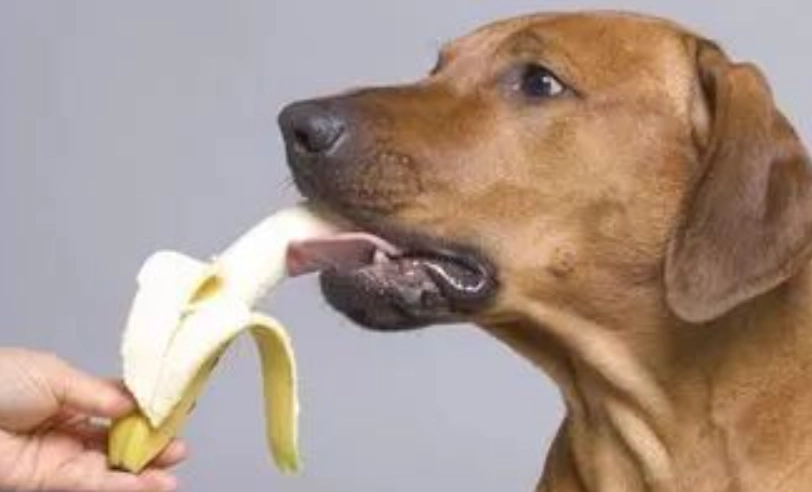 狗狗香蕉乾好處壞處 狗狗香蕉乾好處壞處