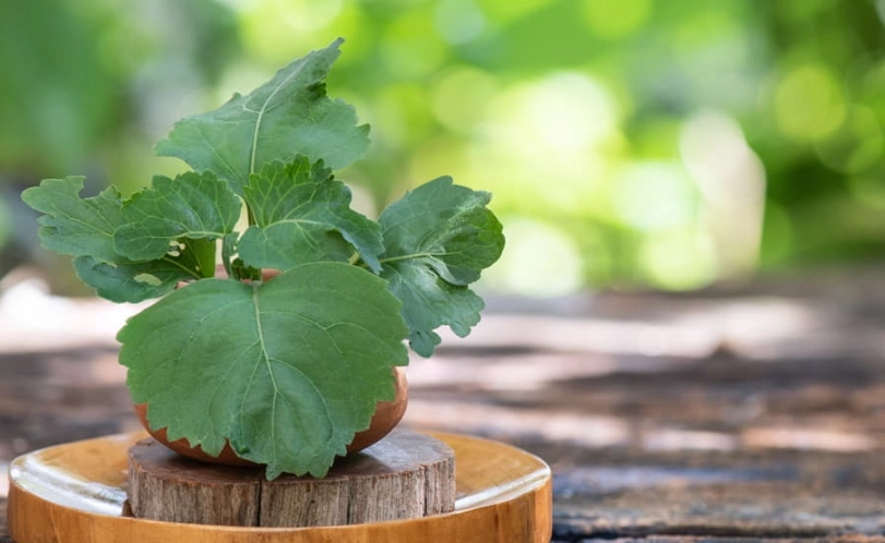 廣藿香精油用法