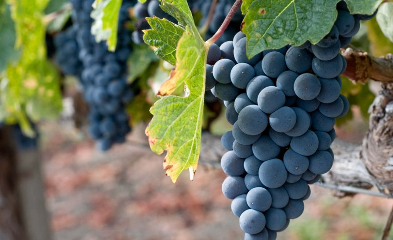 葡萄結果期落果 葡萄結果期落果