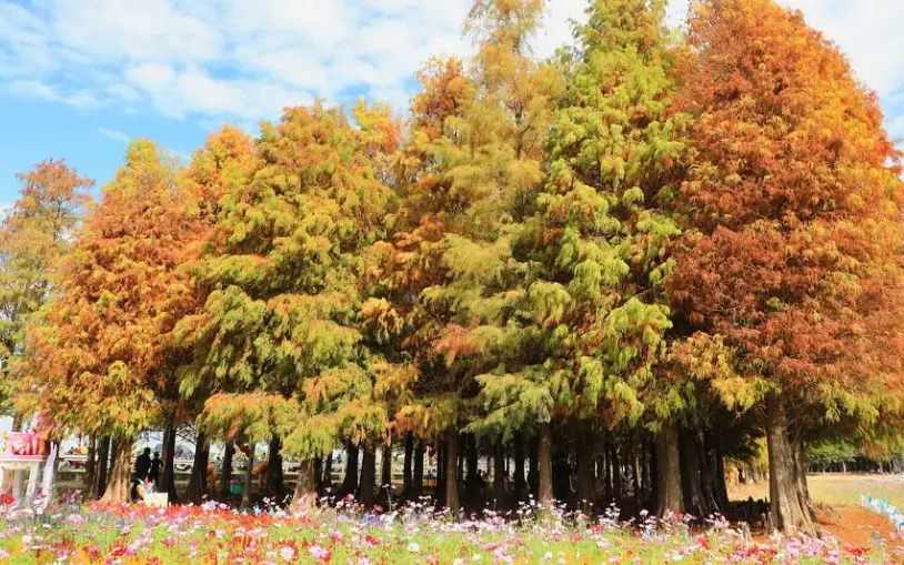 六甲落羽松 2024