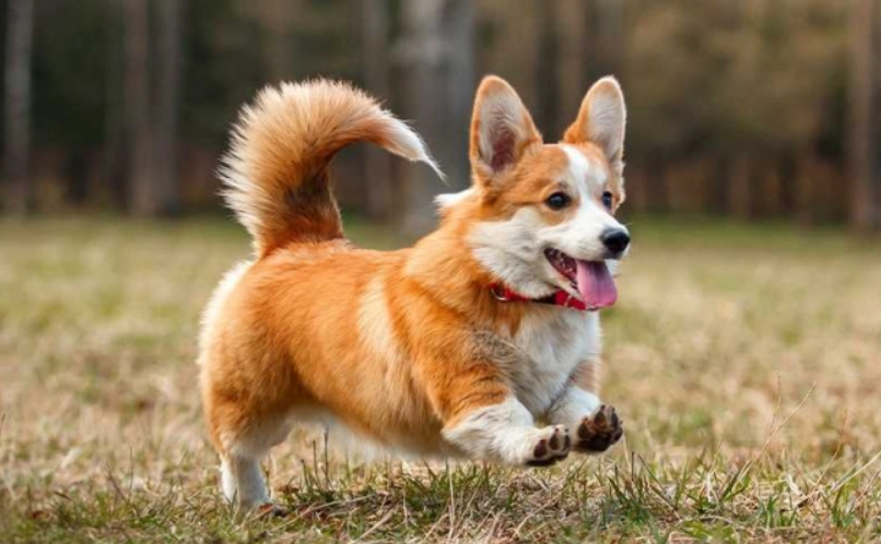 柯基犬 價格 台灣 柯基犬 價格 台灣