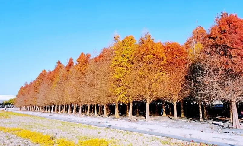 六甲落羽松 交通