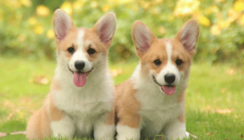 潘布魯克威爾斯柯基犬 飼養 潘布魯克威爾斯柯基犬 飼養