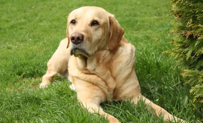 拉布拉多飼養指南