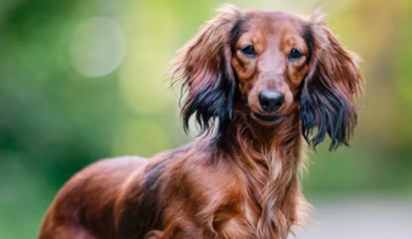 長毛狗護理問題