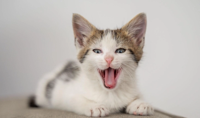 幼貓訓練 幼貓訓練