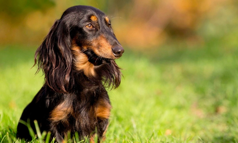 臘腸狗飼養困難