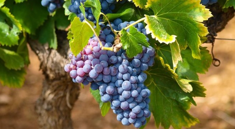 葡萄結果期施肥 葡萄結果期施肥