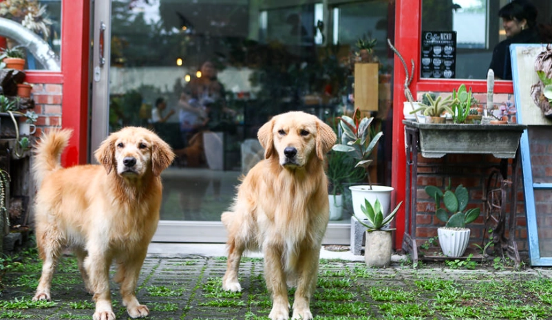 花蓮寵物友善景點