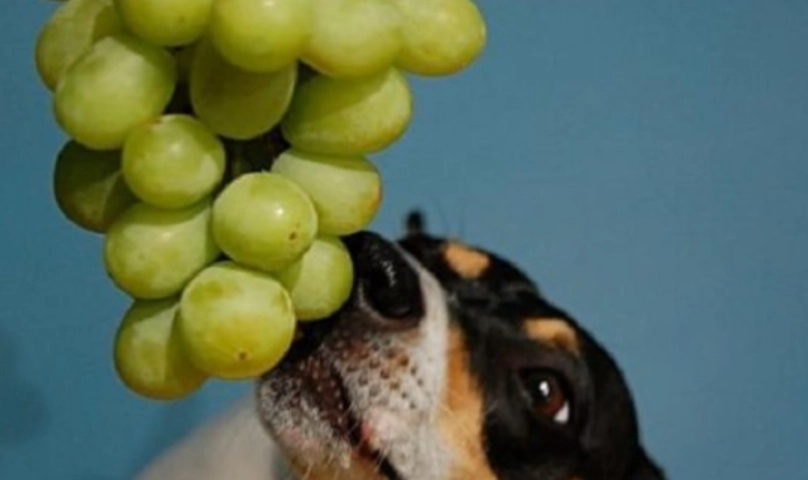 葡萄 對狗 的毒性